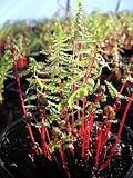 Lady in Red Hardy Fern - Very Hardy - NEW - Athyrium
