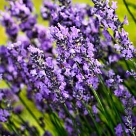 lavender essential oil