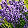 lavender essential oil