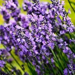 lavender essential oil