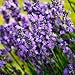 lavender essential oil