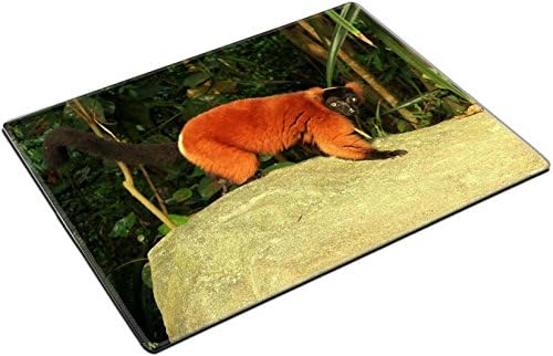 red ant macro insect QZone Placemat Pads Customized Made To Order Support Ready 15 6/8 Inch (400mm) X 11 13/16 Inch (300mm) X 1/8 Inch (3mm) High Quality Eco Friendly Cloth With Neoprene Rubber