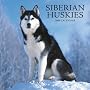 Siberian Huskies 2009 Square Wall Calendar