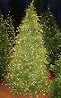 6.5' Pre-Lit Tannenbaum Artifical Christmas Tree - Clear Lights