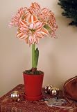 Amaryllis Dancing Queen in a Coral Pot - New
