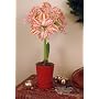 Amaryllis Dancing Queen in a Coral Pot - New