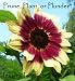 Prune, Plant, or Plunder? Prune, Plant, or Plunder?