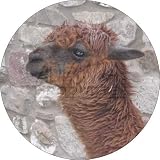 South American Llama Animal Gift Fridge Magnet
