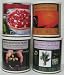 Preparedness Seeds: All 4 Cans (Medicinal, Salsa, Garden, & Culinary)