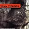Yann Tiersen Picture 4