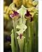 Photographic Prints of Chelsea Flower Show from Prints Prints Prints