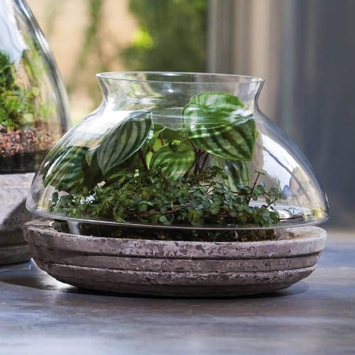 Fluted Round Terrarium with Base Size: Medium