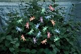 Smart Solar 3706MR20 Solar Light String, 20 Multi Color LEDs with Translucent Dragonfly Covers