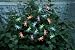 Smart Solar 3706MR20 Solar Light String, 20 Multi Color LEDs with Translucent Dragonfly Covers