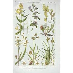 1919 Blumen-Kuh-Weizen Pennyroyal Trauerweide
