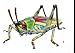 Bugs Wall Decals - Elegant Grasshopper 12