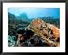 Colorful Underwater Scene, Fatu Hiva Island, French Polynesia Framed Art Poster Print by Tim Laman, 31x25