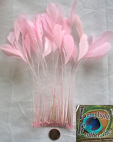 Stripped Coque Feathers, Pack of 25, MANY COLOR OPTIONS, Millinery and Crafts - by Lamplight Feather, Inc. (LIGHT PINK)