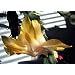 Rare Yellow Christmas Cactus Plant