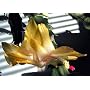 Rare Yellow Christmas Cactus Plant