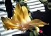 Rare Yellow Christmas Cactus Plant-Zygocactus - 4