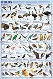 Bird Species Poster