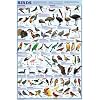 (24x36) Birds Educational Science Chart Poster