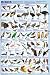 (24x36) Birds Educational Science Chart Poster