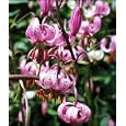 Turks Cap Lily 20 Seeds - Lilium martagon - Hardy