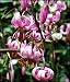 Turks Cap Lily 20 Seeds - Lilium martagon - Hardy