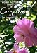 Camellias Of The Emerald Coast - Visual Retreat