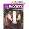 Badgers (British Wildlife)