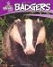 Badgers (British Wildlife)