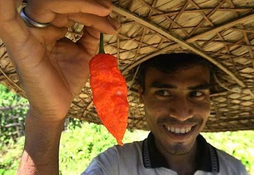 *Seeds and Things 10 Plus Bhut Jolokia Pepper Seeds AKA Ghost Pepper, Pure Strain, Grown in Isolation to Insure Quality Seeds.
