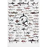 Colour Wall Chart: Sharks - Special (Multilingual Wallcharts)