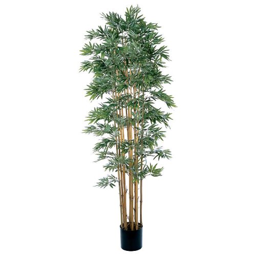 Bamboo Japanica Silk Tree 7′
