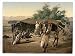 Bedouins and their tents, Holy Land wall sized print (photochrom) photochrome , 14x18