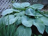 10 HOSTA ELEGANS Shade Lover Flower Seeds