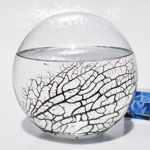 EcoSphere Closed Aquatic Ecosystem, Extra Large 