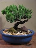 A Juniper Bonsai Tree in an Oval Blue Pot