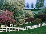 Flowering Crab Apple Trees Bloom on Manchester Farms Grounds Photographic Poster Print, 16x12