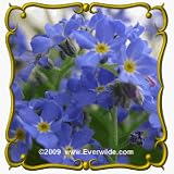 Forget-Me-Not (Myosotis sylvatica) Jumbo Wildflower Seed Packet - 2000 Seeds