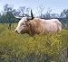 An Up-Close Visit With a Longhorn - Uncommon 16"x20" Photographic Print by Carol M. Highsmith