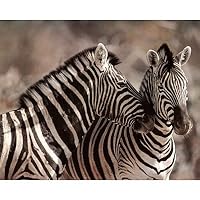 Kissing Zebras Art Print wild animal SAFARI Cute POSTER