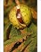Photographic Prints of Horse-chestnut - Nut, autumn from Ardea Wildlife Pets