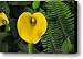 Calla-Lily Gold Rush Canvas Print / Canvas Art - Artist Doug Heavlow