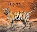 Tigers 2009 Calendar