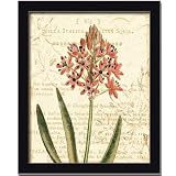 Floral Studies Iv Orange Botanical Flower By Phillippa Collection Art Print Poster Picture... by Framed Art Tilliams