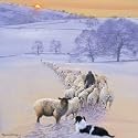 Journey Home Border Collie and Sheep Luxury Christmas Cards Pack