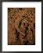 Aerial of the Bungle Bungles, Purnululu National Park, Western Australia, Australia Lonely Planet Collection Framed Art Poster Print by Richard I'Anson, 18x22